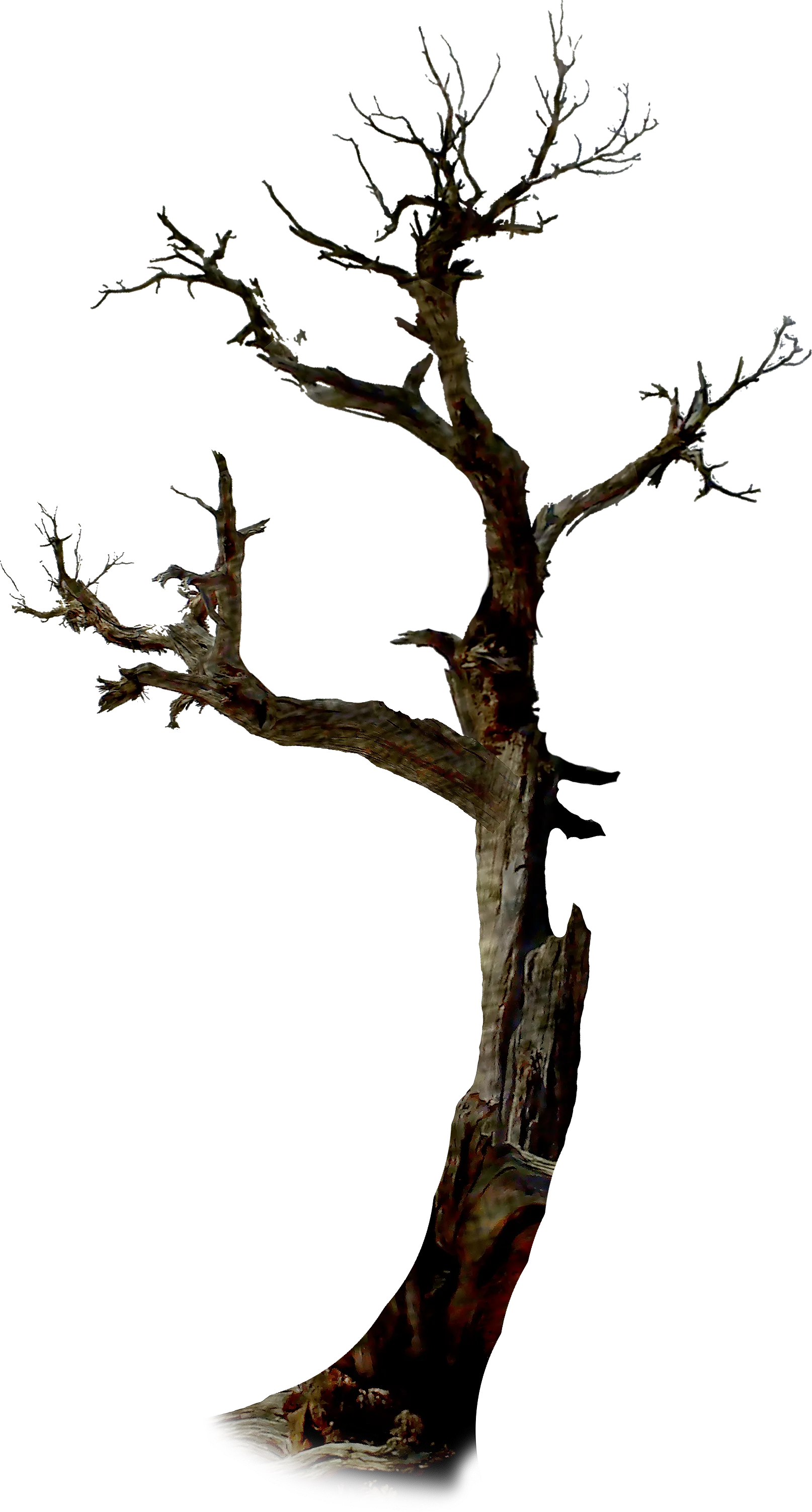 Halloween Tree, fir-tree, holidays, branch, plant Stem png